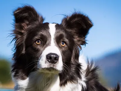 Фотографии Бордер-колли собака три морды Трава животное