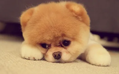 Шпиц Бу: История самой популярной собаки в соцсетях. 20 фото | Всё о шпицах  | Дзен