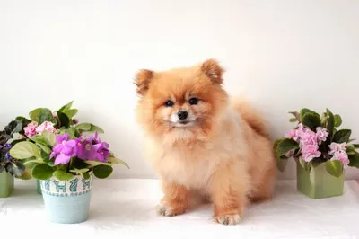 В США умерла «самая милая собака в мире» - ФОТО | 1news.az | Новости