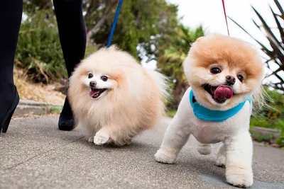 Шпиц Бу: История самой популярной собаки в соцсетях. 20 фото | Всё о шпицах  | Дзен