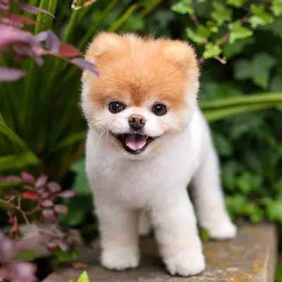 Самая милая собака в мире - померанский шпиц по кличке Бу | Cão boo,  Cachorro mais bonito do mundo, Cachorro mais fofo