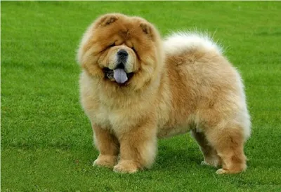 Собаки породы чау-чау (фото): своенравный домашний лев Смотри больше  http://kot-pes.com/sobaki-porody-chau-chau-foto-svoenr… | Cute dogs, Cute  puppies, Fluffy dogs