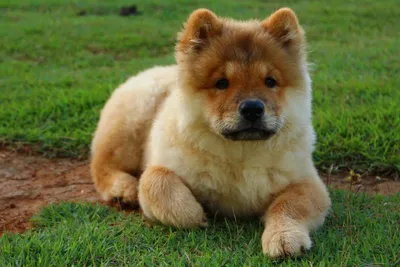 Собаки породы Чау-чау: история, описание, отзывы, характер, дрессировка,  уход, фото и цены