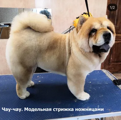 Чау-чау — собака с синим языком | ВКонтакте