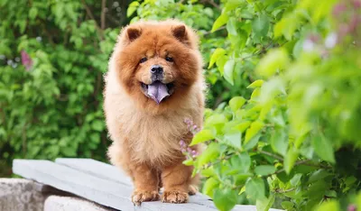 Чау-чау: все о собаке, фото породы, характер, питание