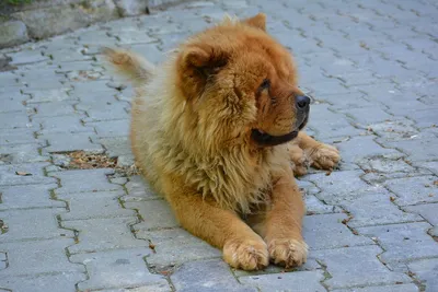 Кремовые малыши Чау-чау: 350 $ - Собаки Киев на Olx