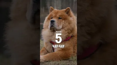 18 фотографий собак породы чау-чау, которых хочется затискать здесь