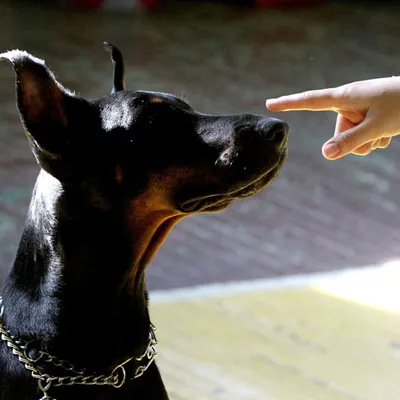 Почему добермана называют собакой-убийцей? | Мир животных | Дзен