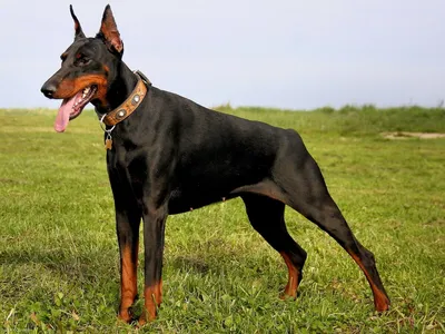 Доберман – собака, выведенная для работы в полиции | Собаки |  Dogsacademy.ru | Дзен