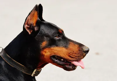 Собака породы Доберман авторская игрушка сухое валяние из шерсти.  (ID#816085858), цена: 2500 ₴, купить на Prom.ua
