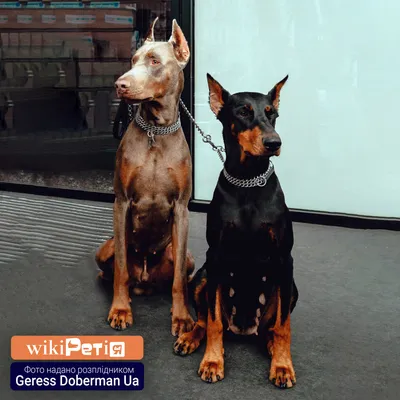 Садовая фигура Хорошие сувениры Собака Доберман большой стоит по цене 2279  ₽/шт. купить в Сургуте в интернет-магазине Леруа Мерлен
