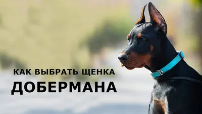 Статуэтка собаки\" Доберман\" в интернет-магазине Ярмарка Мастеров по цене  3000 ₽ – 46AH7BY | Статуэтки, Москва - доставка по России