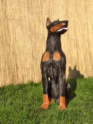 собака doberman стоковое изображение. изображение насчитывающей  жизнерадостно - 5003677