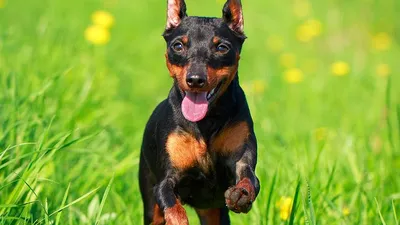 Фото карликовых пинчеров: маленькие собаки с большими ушами и глазами | Карликовый  пинчер Фото №79265 скачать