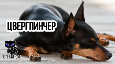 100+ изображений собак породы пинчер бесплатно - Pixabay