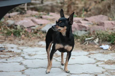 Найдена собака порода похожа на карликовый пинчер — Потеряшка НСК