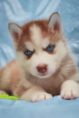 голубыми глазами собака породы аляска хаски Стоковое Изображение -  изображение насчитывающей любимчики, задыхаться: 225886841