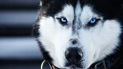 Собака хаски с добрыми глазами …» — создано в Шедевруме