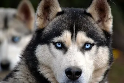 красивая сибирская собака хаски с голубыми глазами Стоковое Фото -  изображение насчитывающей любимчики, стоять: 225761002