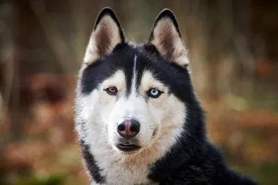 Собака хаски с голубыми глазами» — создано в Шедевруме