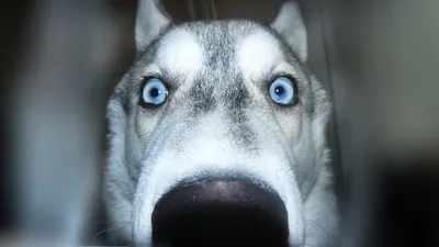 собака хаски с голубыми глазами …» — создано в Шедевруме