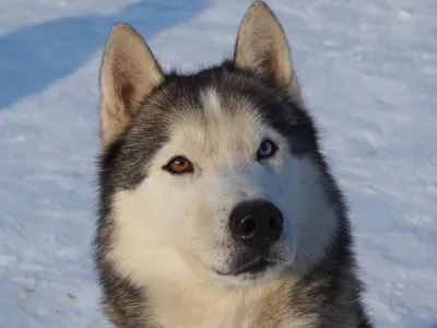 Портрет сибирской хаски с голубыми глазами и серым цветом шерсти милая  порода ездовых собак | Премиум Фото