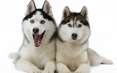 белая хаски с голубыми глазами в снегу, фото сибирского хаски, собака, хаски  фон картинки и Фото для бесплатной загрузки