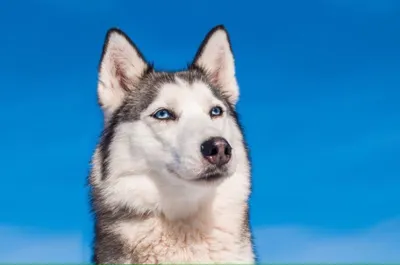 Сибирская собак породы хаски с голубыми глазами, в шарфе зимы Стоковое Фото  - изображение насчитывающей одетьно, шлем: 205779584
