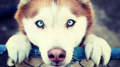 красивая сибирская собака хаски с голубыми глазами Стоковое Фото -  изображение насчитывающей сибиряк, парк: 225760830