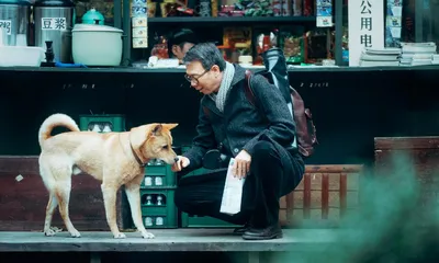 Акита-ину: легендарный Хатико | Догси – Журнал про собак! | Дзен