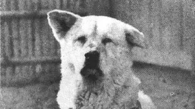 Японская собака хатико (56 фото) - картинки sobakovod.club