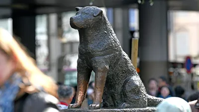 Собака из Хатико (Акита-Ину), что это за порода и кому она подойдет? + ФОТО  | КАТЕРИНА ДОГБЛОГГЕР | Дзен
