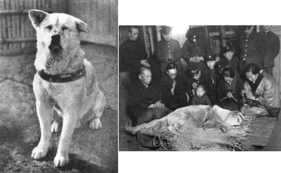 Щенки Акита Ину с документами (Хатико) | Купить - собаки в Бийске
