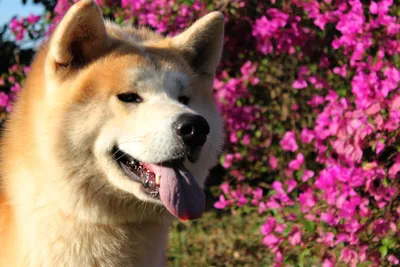 Если вы смотрели фильм \"Хатико\" и вам интересна история знаменитой собаки,  то этот пост – для вас! | Здоровье и уход за питомцами | Дзен