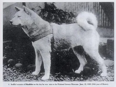 В Якутии собака Хатико два года ждет на работе умершего хозяина - Питомцы  Mail.ru