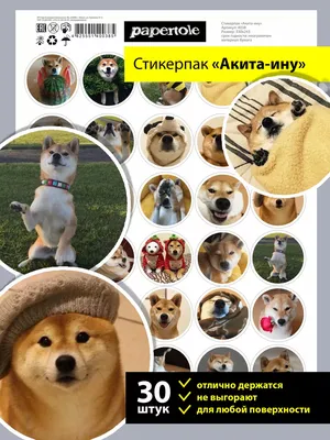 Пропала собака Хатико в районе Китоя, Ангарск | Pet911.ru