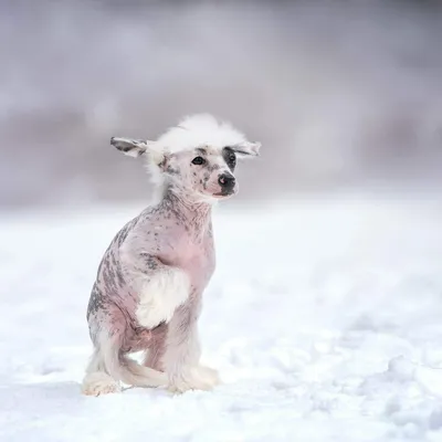 Китайская хохлатая собака - «Китайская хохлатая собака, белая и пушистая.  Какова она в содержании. Неожиданный сюрприз породы.» | отзывы