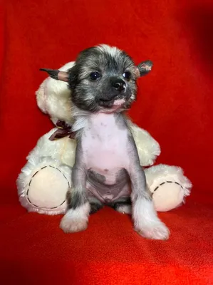 Китайская Хохлатая Собака - подарок для души | Всем здравствуйте, мы  новенькие в группе | Facebook
