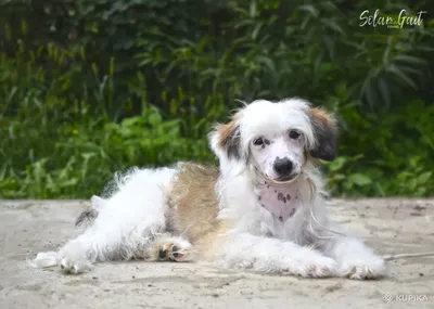 Самой уродливой в мире собакой признана китайская хохлатая