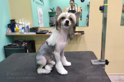 Портрет китайской хохлатой собаки в парикмахерской :: Стоковая фотография  :: Pixel-Shot Studio