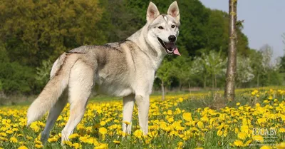 My dog West Siberian husky | Щенок хаски, Собачьи лапы, Хаски