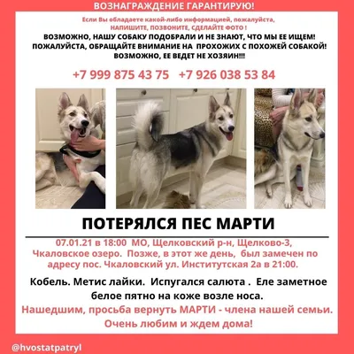 Найден кобель метис хаски или лайки - Найденные собаки Московской области