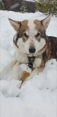 собаки, лайки, зима, собаки в упряжке, собачьи бега, хаски, собака ест снег  Stock Photo | Adobe Stock