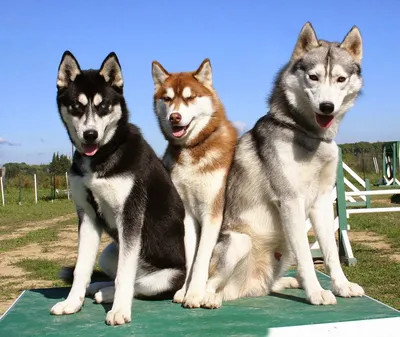 Сибирская лайка (Хаски), параметры собаки, где купить собаку, где найти  собаку, купить щенка с родословной