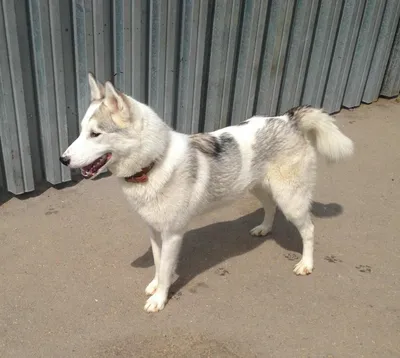 Пропала собака в Гирсово, белый помесь лайки с хаски. | Pet911.ru
