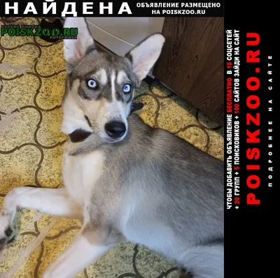 щенята (помесь хаски и лайки ) — купить в Красноярске. Собаки, щенки на  интернет-аукционе Au.ru
