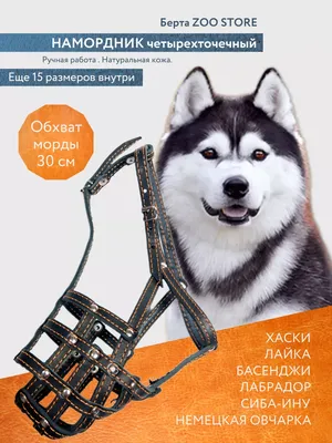 Сибирская собак породы хаски Стоковое Фото - изображение насчитывающей  ангстрома, головка: 167087240