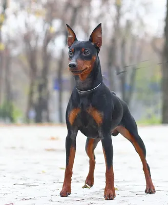 Немецкий пинчер: все о собаке, фото, описание породы, характер, цена