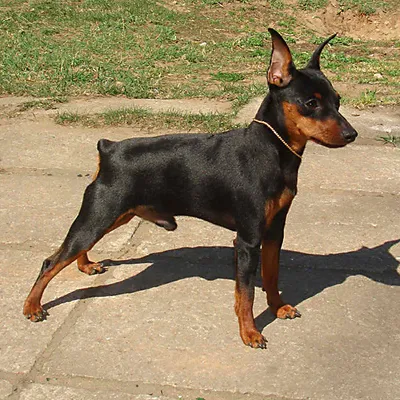 Пекинес собака: фото, характер, описание породы