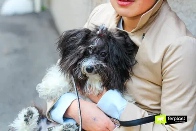 Пекинес - «Пекинес-собака для души» | отзывы